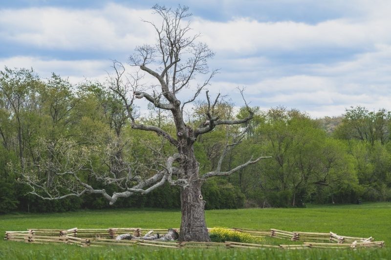 The photo shows a photo of the Merry Tree, which has spiritiual significance to the family of enslaved people who were at Smithfield Plantation in Blacksburg, VA. Photo by Sarah Myers. 